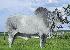 Raca: nelore padrao (corte) rgd: col a6696